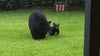 Momma bear, cub have surprise play-date in Sanford backyard: 'Only 20 feet away'