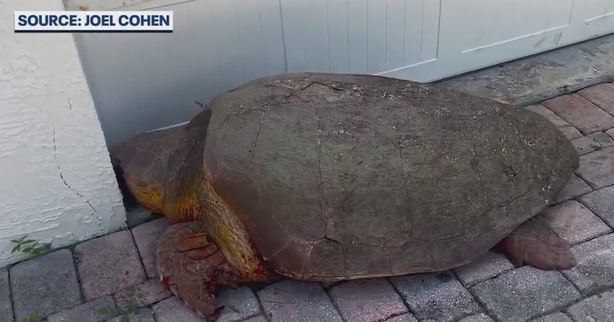 300 lb. loggerhead sea turtle hit, killed by car in Brevard County ...