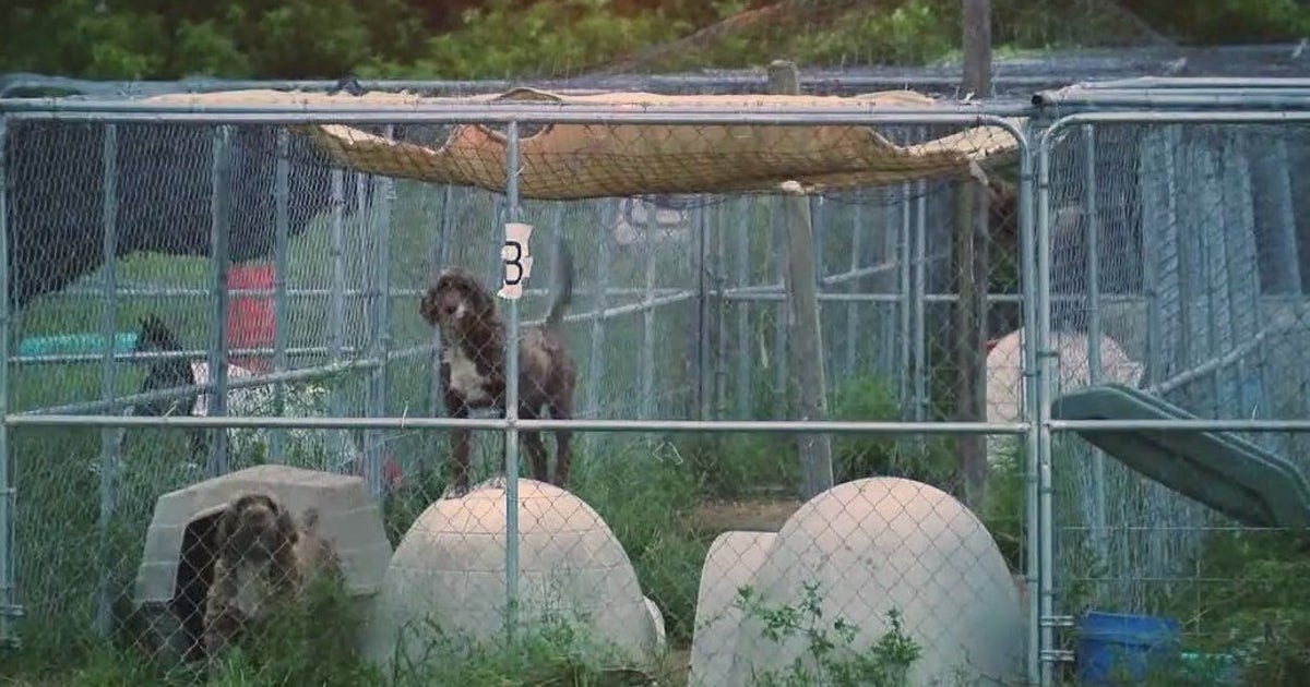 Woman charged with 38 counts of animal cruelty in alleged puppy mill ...