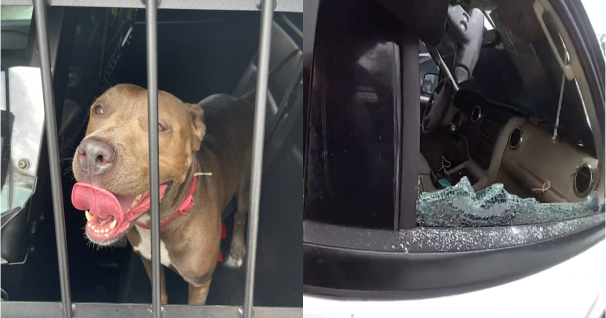 Hot, distressed Florida dog left alone in car in 90-degree heat | FOX ...