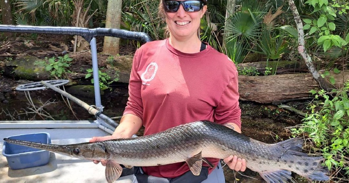 Slanted Fish 'Crooked' fish with bent spine discovered in Florida springs ...