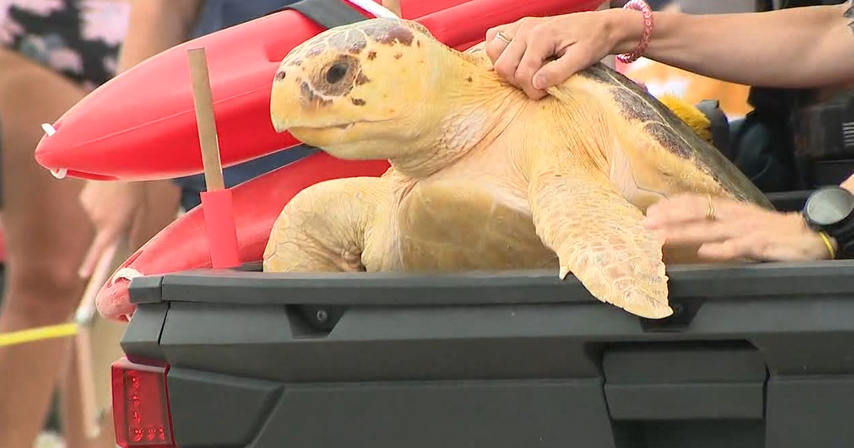 Brevard Zoo rehabilitates, releases loggerhead turtle back to sea | FOX ...