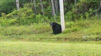 Florida bear hunt reignites debate as conservationists push for federal protection