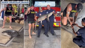 'Blue Collar Brawler' traps alligator inside Jacksonville Fire Station