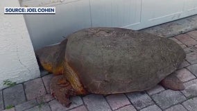 300 lb. loggerhead sea turtle hit, killed by car in Brevard County