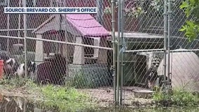 Brevard sheriff expands alleged puppy mill investigation across state lines