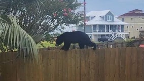Bear seemingly tightrope-walks across fence in Florida neighborhood: 'Let it do its thing'
