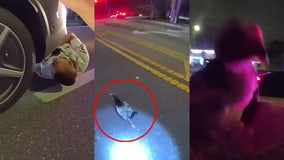 Florida deputies chase runaway chicken down road in hilarious video: 'How does this happen?'