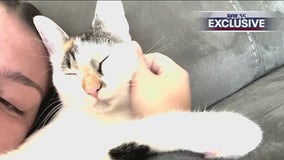 Cat owner warns other pet owners about dangers of coyotes; cat attacked, killed