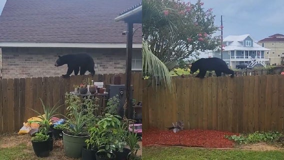 Bear seemingly tightrope-walks across fence in Florida neighborhood: 'Let it do its thing'
