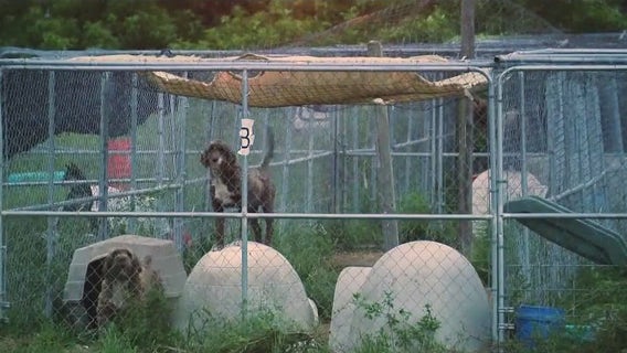 Woman charged with 38 counts of animal cruelty in alleged puppy mill 