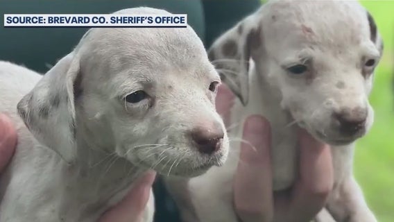 Woman accused of running puppy mill expected to be released from jail