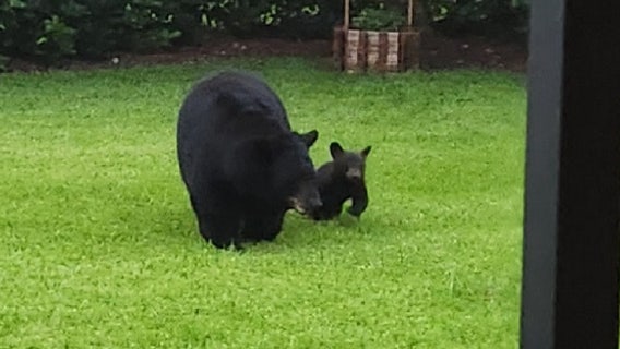 Debate over proposed Florida bear hunt plays out at FWC meeting