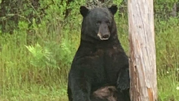 'Depressed' bear spotted off Florida highway draws crowd