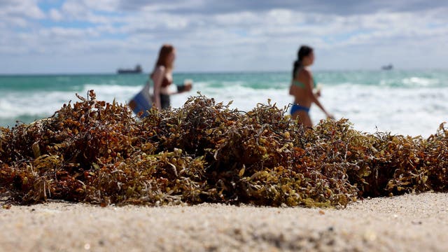 Florida beaches spared worst of smelly sargassum invasion – so far