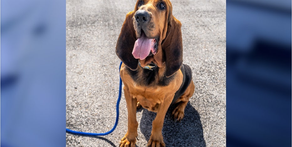 k9-1.jpg?ve=1&tl=1