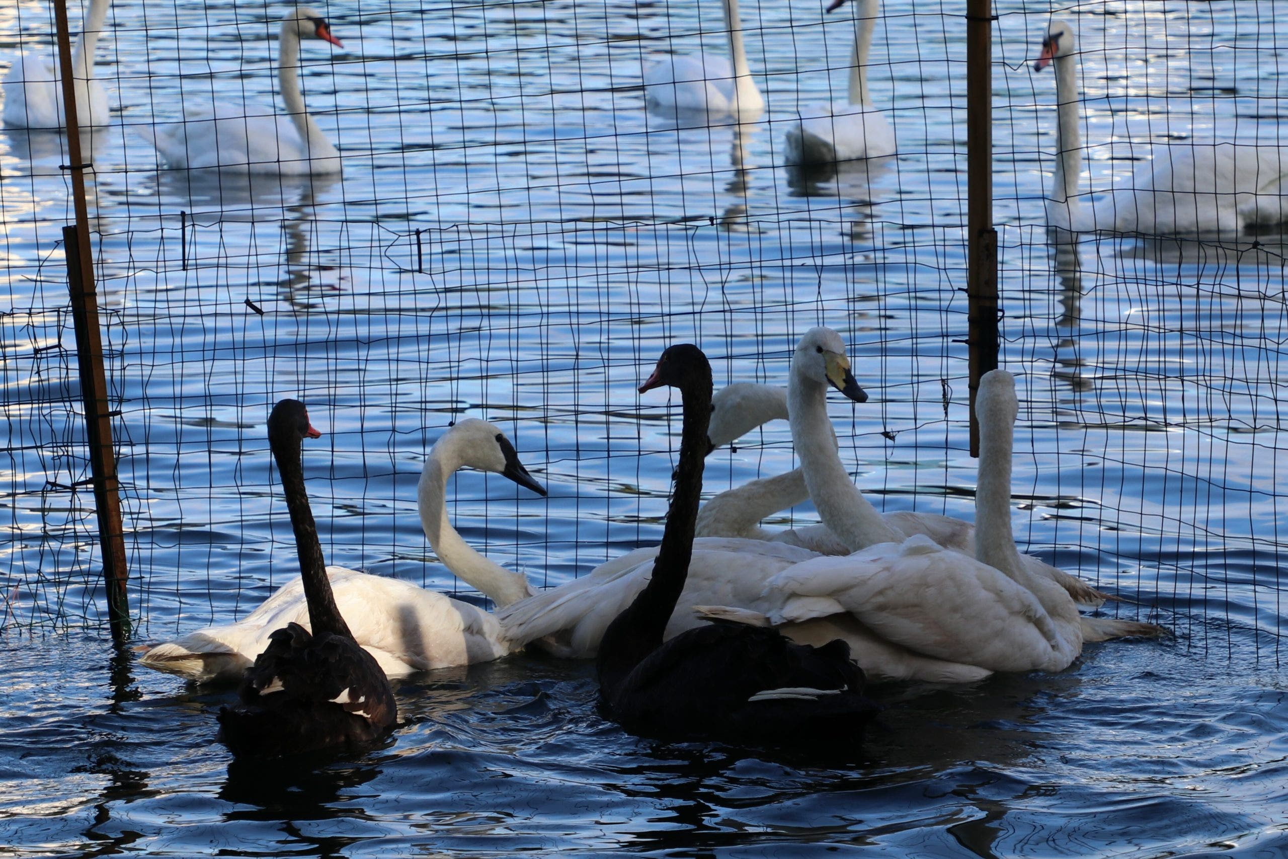 Orlando's swans at Lake Eola Park to be rehomed; program suspended after avian flu deaths, construction