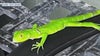 Green iguanas now invading Central Florida after wreaking havoc down south