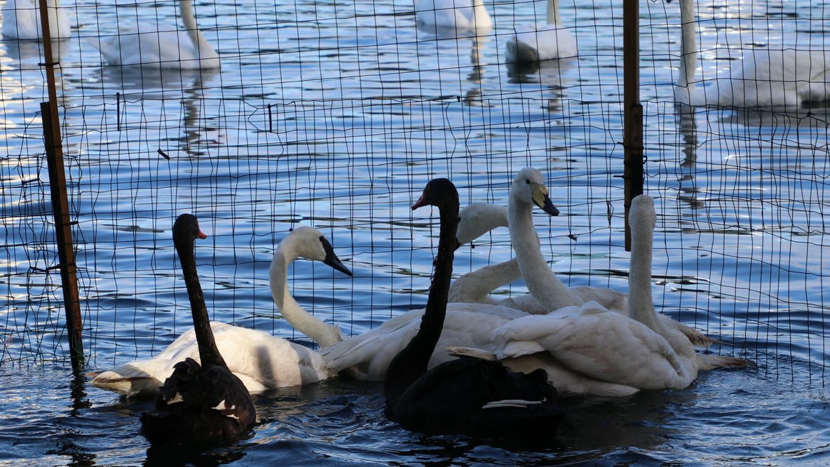 Orlando's swans at Lake Eola Park to be rehomed; program suspended after avian flu deaths, construction