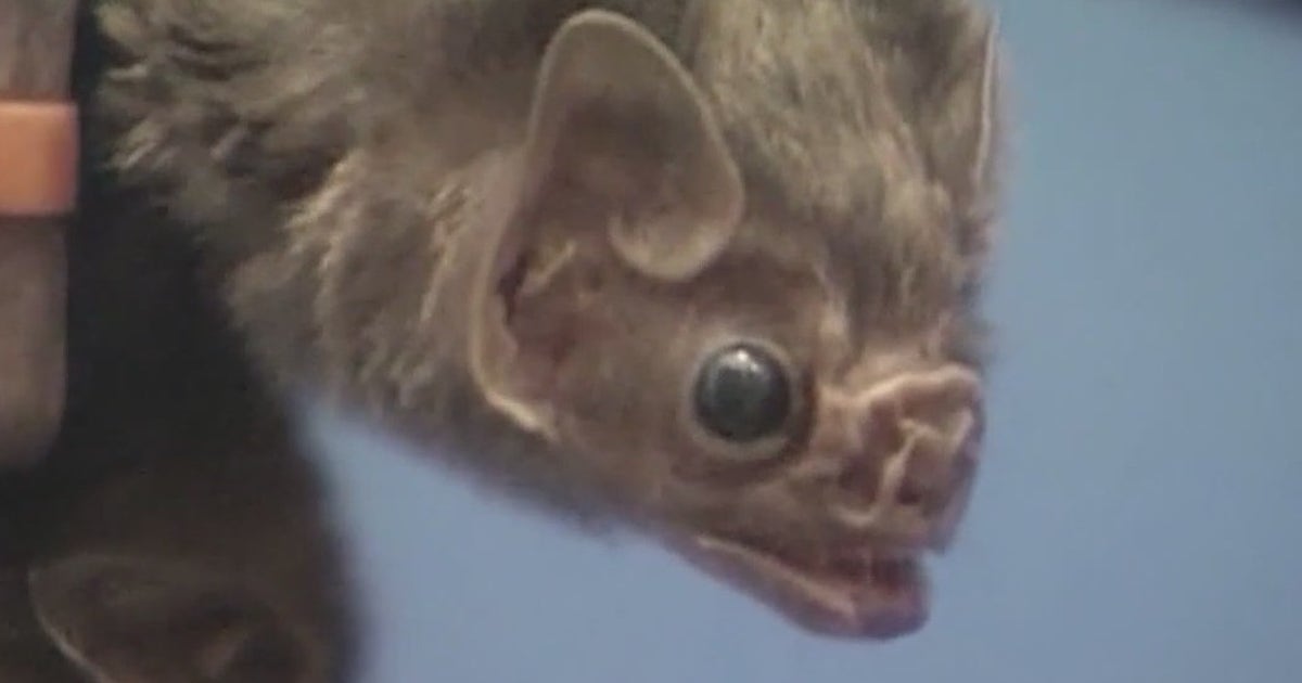 Bats invading Central Florida apartments; residents powerless until mid-August | FOX 35 Orlando