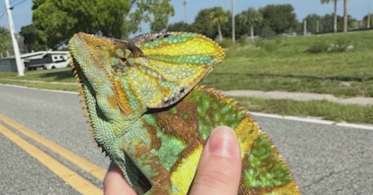 タウカン Town&Country Chameleon 5’9” Invasive chameleon clans growing in Florida along Space Coast as