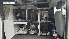 SPCA of Brevard rescues dogs from Hurricane Debby's path