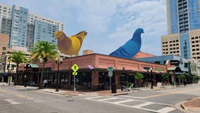 Why are there massive pigeons on top of buildings in downtown Orlando?