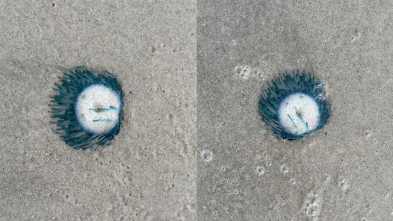 Mysterious, rare 'Blue Button Jellyfish' washes ashore off Florida's Cape Canaveral coast