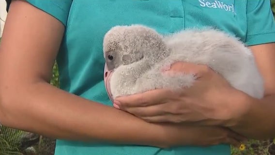 SeaWorld Orlando welcomes new baby flamingo, 'Fiesta'