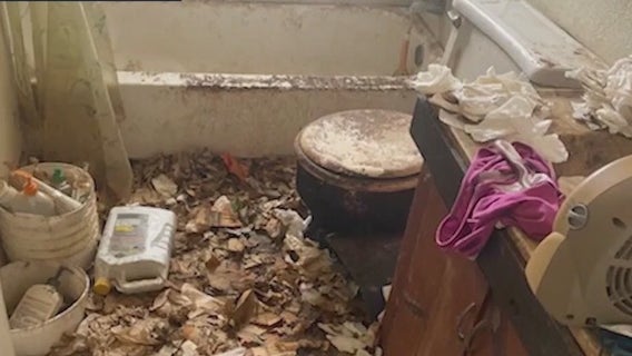 Florida woman arrested after nearly 20 starving animals saved from home, deputies say