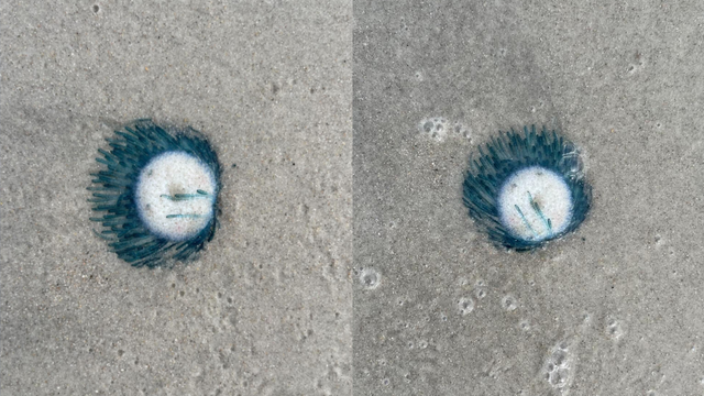Mysterious, rare 'Blue Button Jellyfish' washes ashore off Florida's Cape Canaveral coast