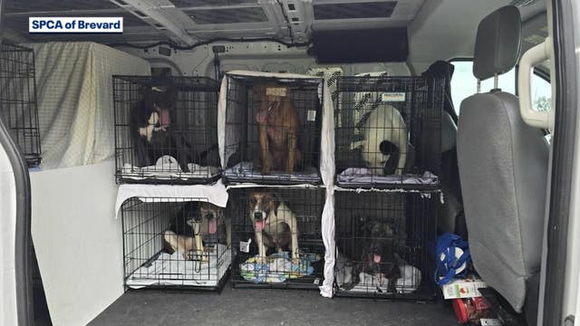 SPCA of Brevard rescues dogs from Hurricane Debby's path