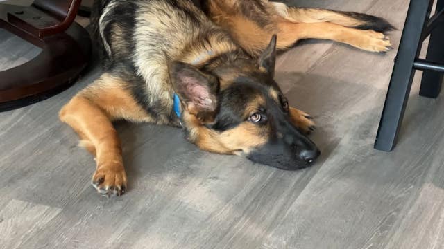 Florida restaurant owner accused of discrimination after incident with service dog