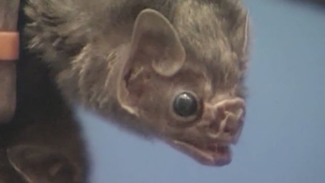 Bats invading Central Florida apartments; residents powerless until mid-August