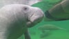 Space Coast leading the state in most manatee deaths in 2025: FWC