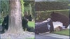 VIDEO: Mama black bear and her cubs pay surprise visit to Sanford neighborhood