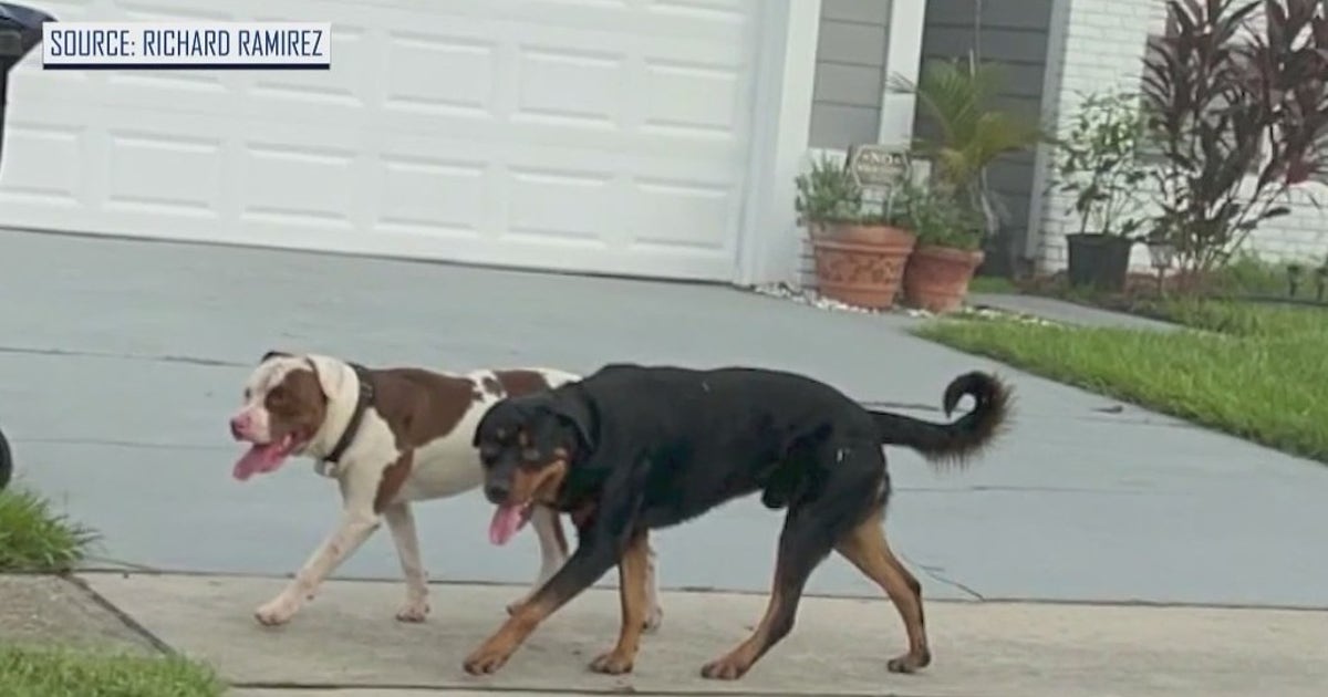 Residents say 2 dogs terrorizing Orlando neighborhood, killing cats ...