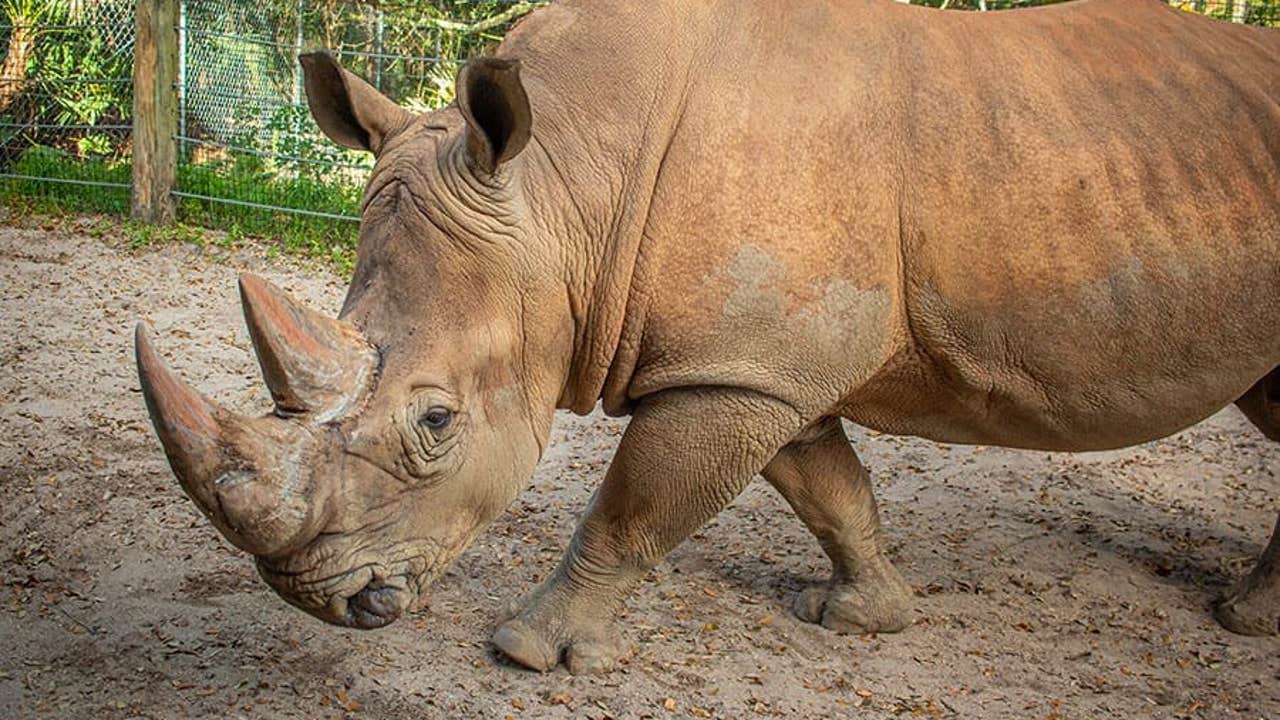 ＊Rino＊ 20160226__black_rhino_rudy_zoo