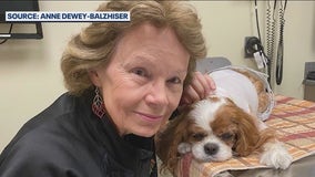 UF marks anniversary of groundbreaking canine open-heart surgery program