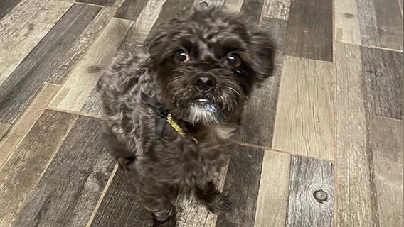 Stolen dog reunited with Florida family after 2 year search: 'A miracle'