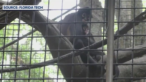 Rare spider monkey hugs spark new research at Florida Tech, Brevard Zoo