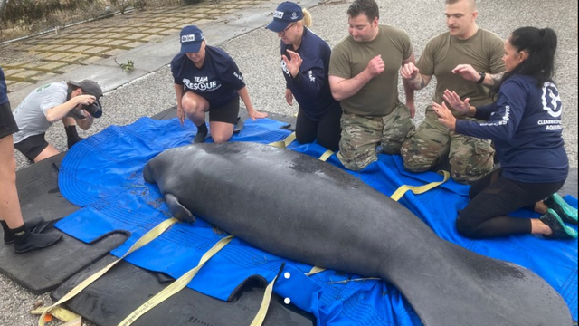 Beached manatee stranded after Hurricane Helene, rescued by FWC