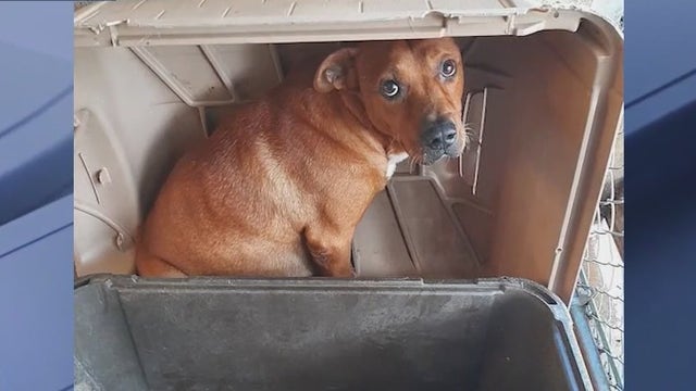 Animal rescues looking for emergency foster caregivers for pets fleeing Hurricane Helene