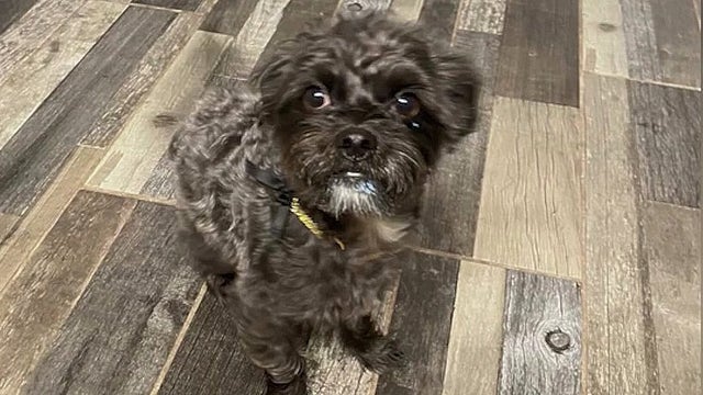 Stolen dog reunited with Florida family after 2 year search: 'A miracle'