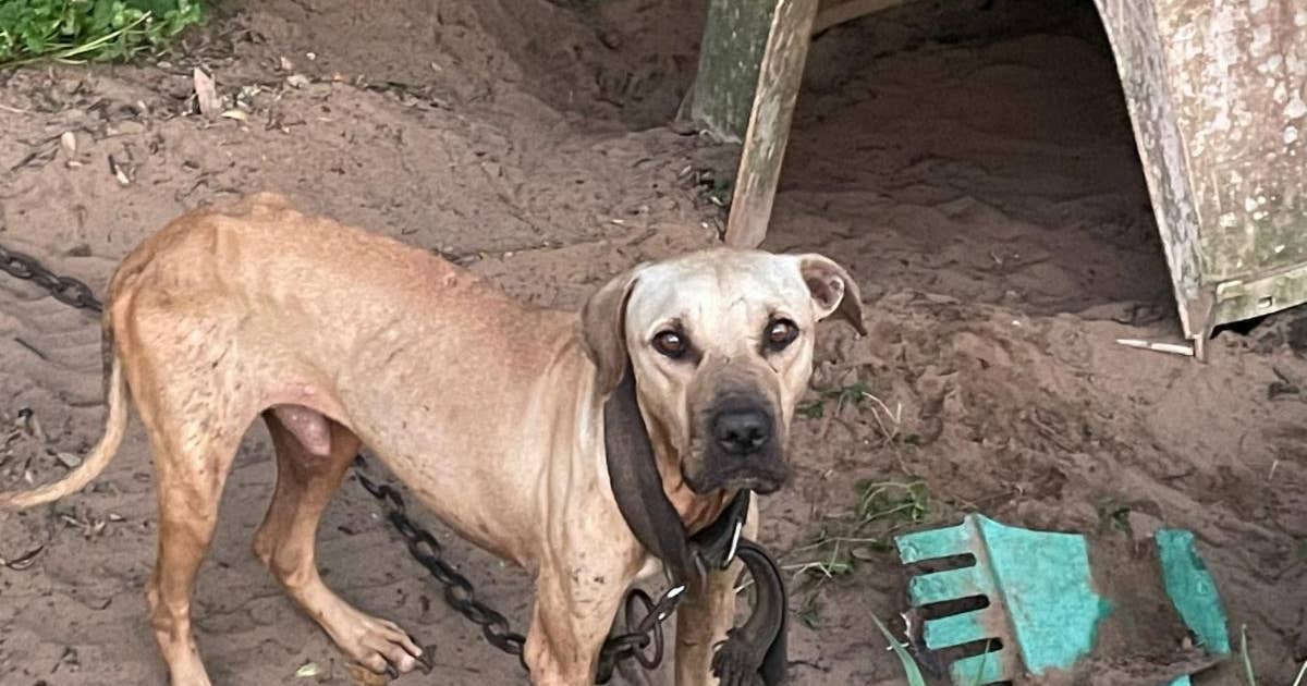 Florida man arrested after over 10 dogs found neglected and abused in ...