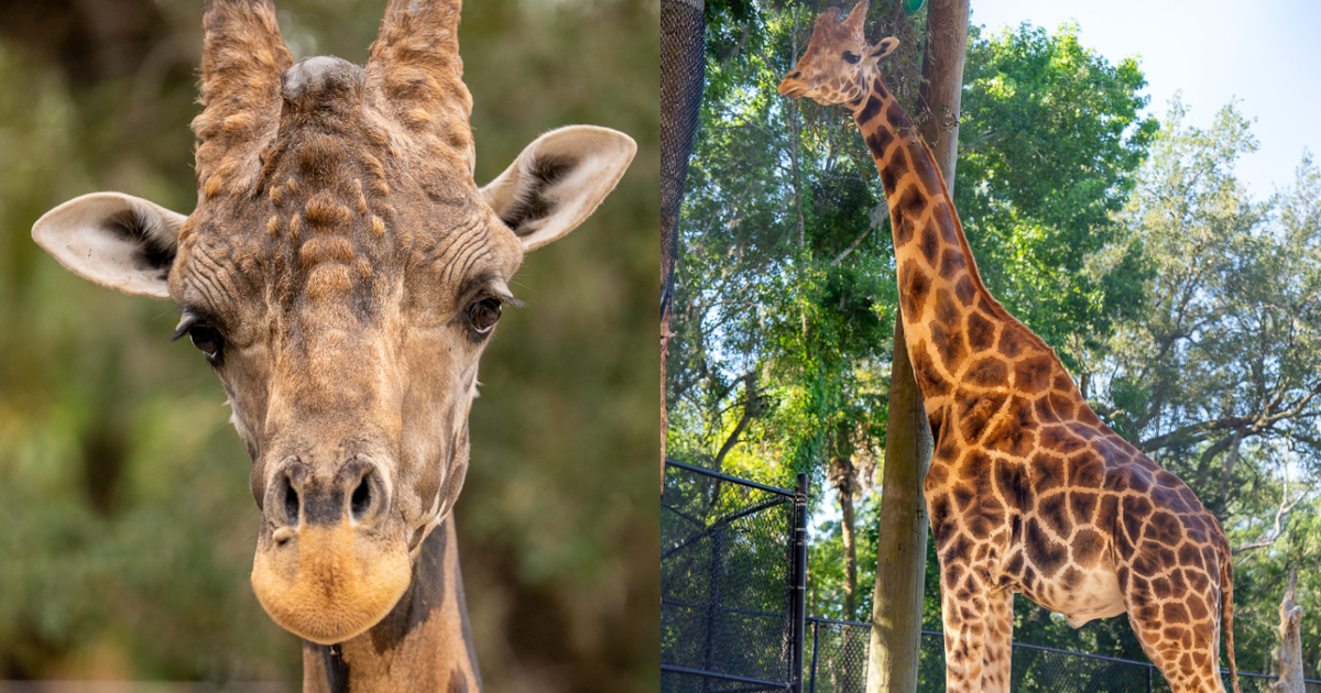 rafiki-giraffe-central-florida