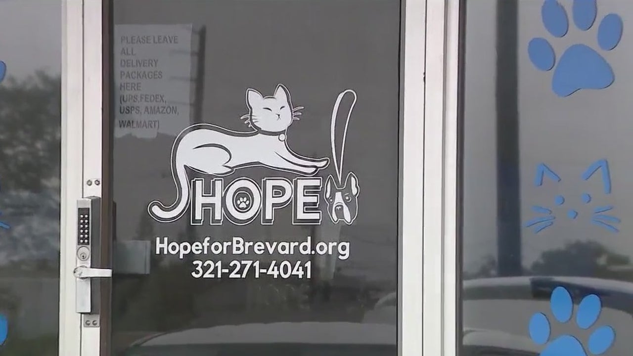 Florida animal rescue saving 130plus cats from Hurricane Helene's