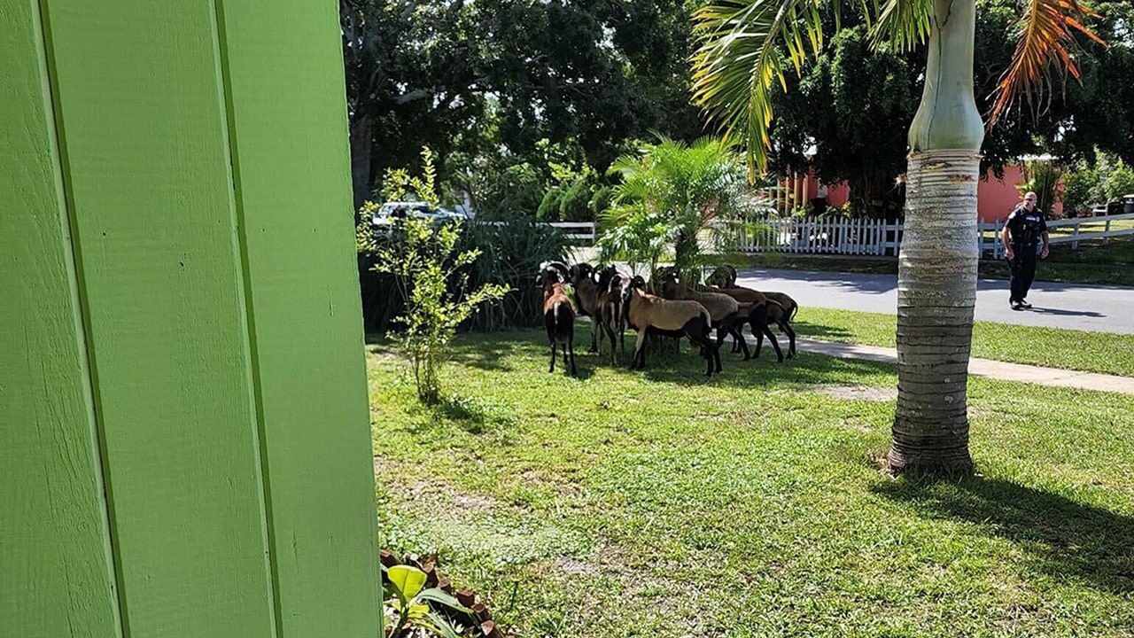 Palm Bay police officers round up rams on the run in Port Malabar area