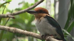 Bird once extinct in the wild makes comeback with help from Disney’s Animal Kingdom