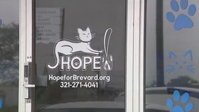Florida animal rescue saving 130-plus cats from Hurricane Helene's destruction: How you can help
